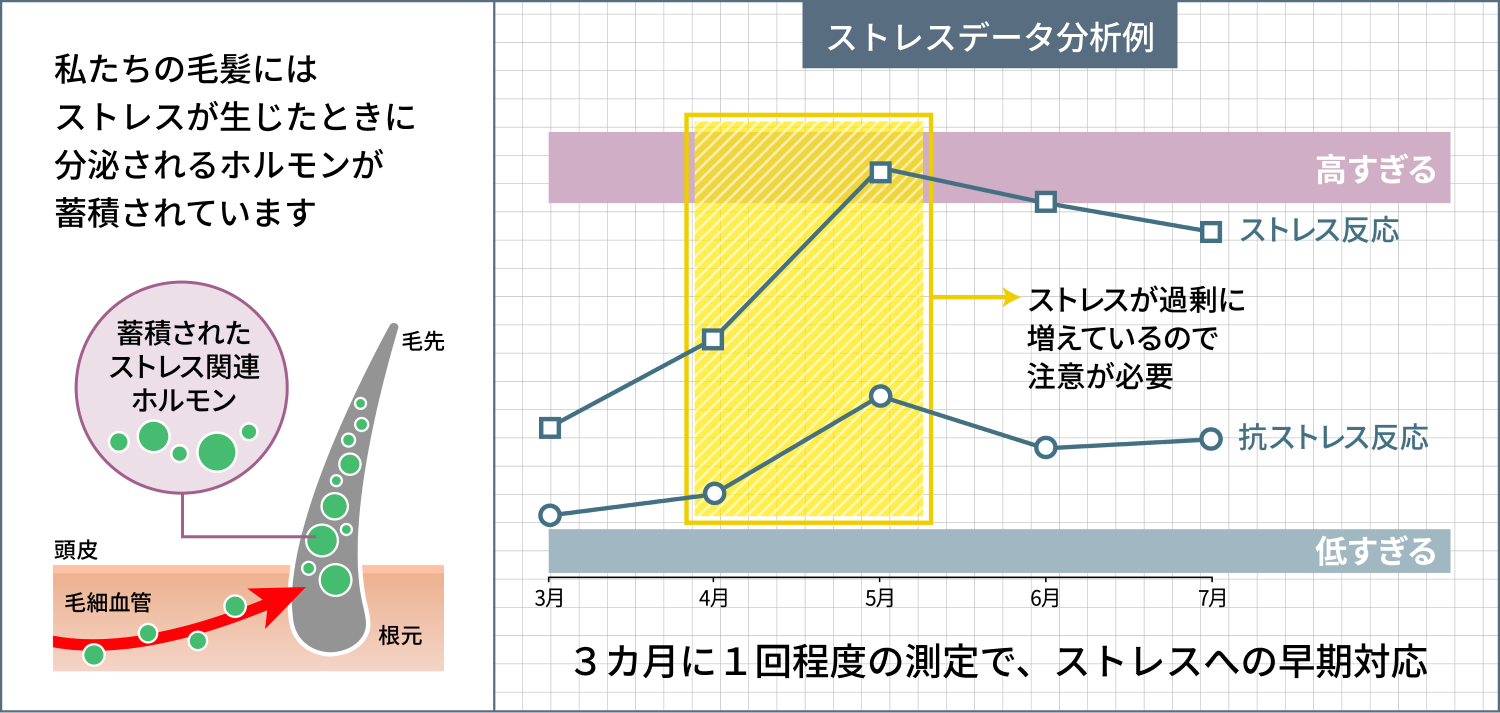 私たちの毛髪にはストレスが生じたときに分泌されるホルモンが蓄積されています。3ヵ月に1回程度の測定で、ストレスへの早期対応