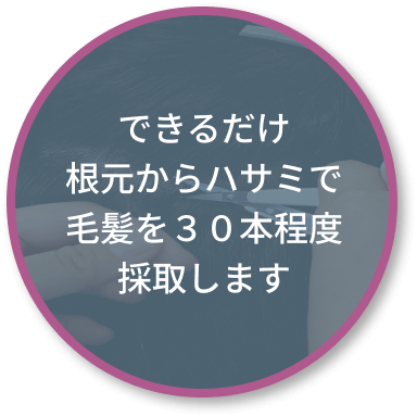 できるだけ根元からハサミで毛髪を30本程度採取します